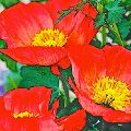 Poppies (matted print 6x9) Framed JAH-14-